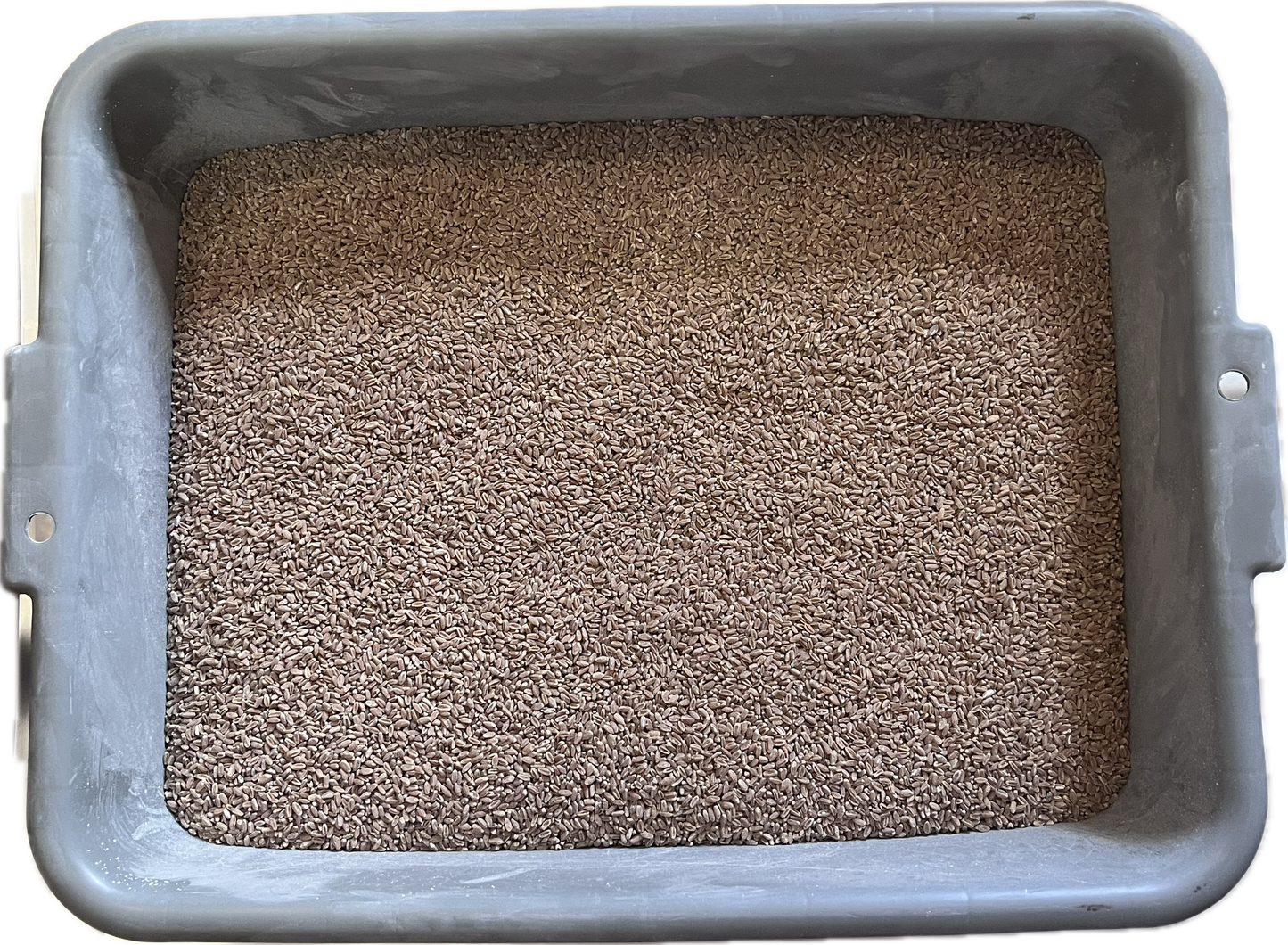 25 lb Bucket of Wheat