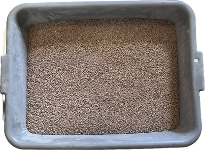 25 lb Bucket of Wheat