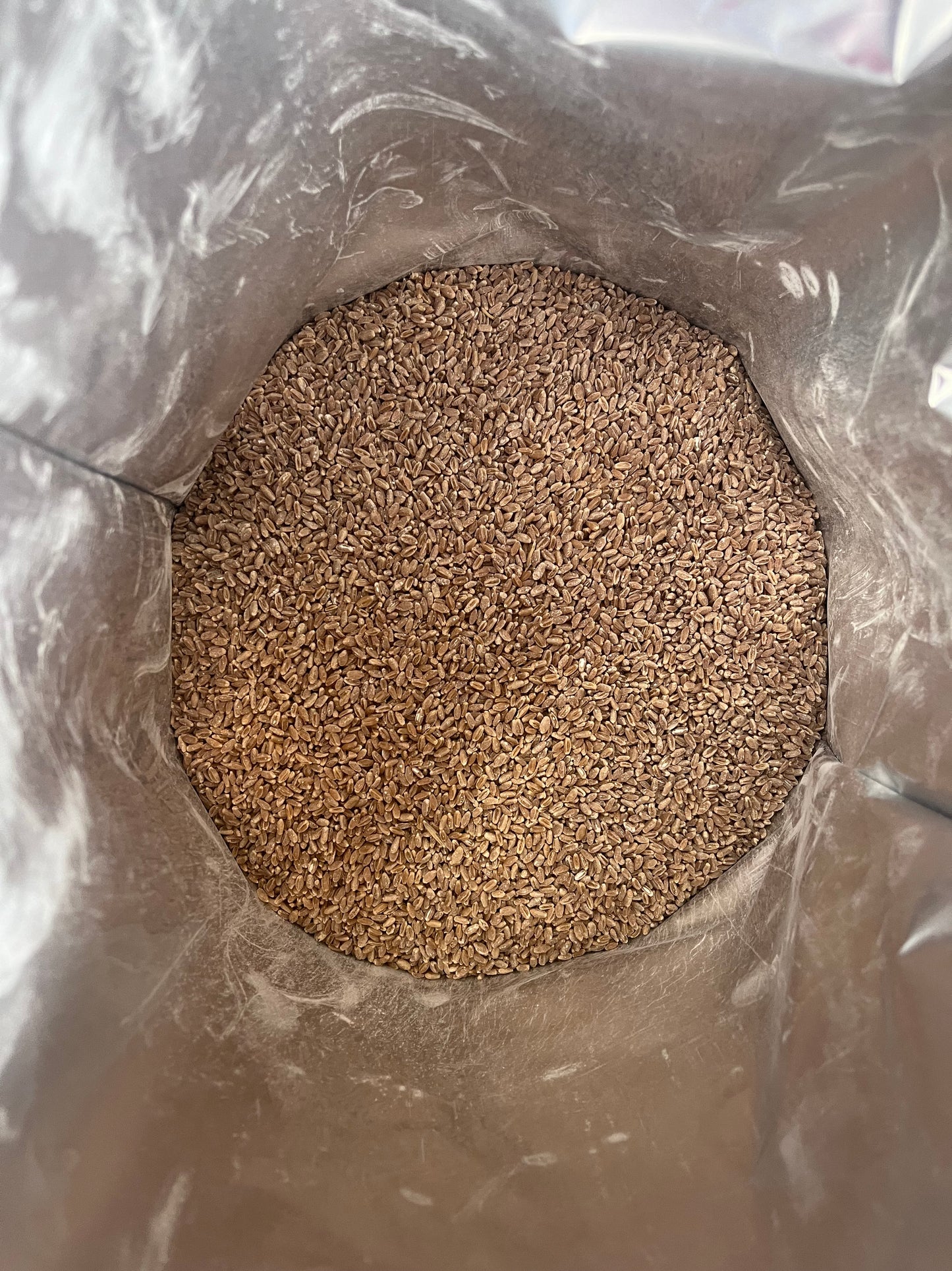 25 lb Bucket of Wheat