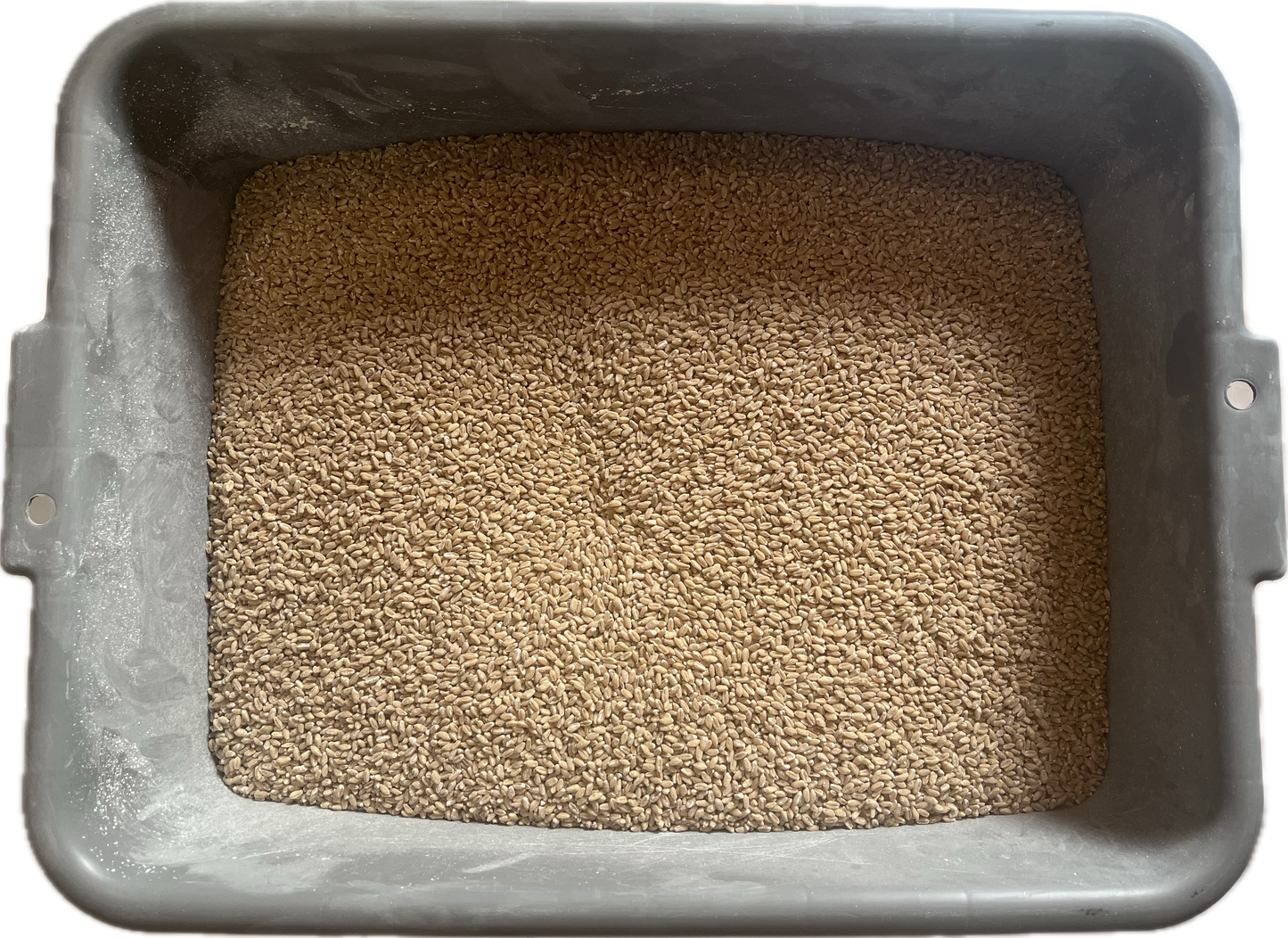 25 lb Bucket of Wheat